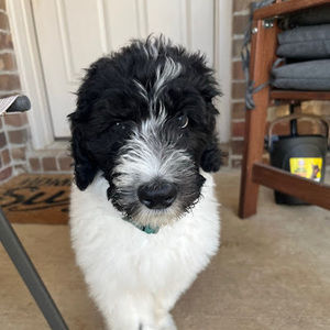 Meet your Posher, Bennett